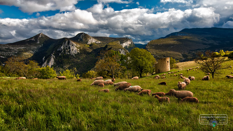 photo troupeau moutons brebis rougon verdon